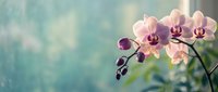Delicate pink orchid flowers blooming on curved stem against soft blurred background. Elegant floral composition for spa, wellness and home decor projects.