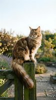 Fluffy tabby Maine Coon cat sitting on a wooden garden gate, golden sunlight, lush green background, rustic outdoor setting.