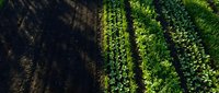 Aerial view of agricultural crop rows with lush green vegetation and dark soil, suitable for farming, agriculture, and environmental projects.