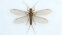 Delicate insect specimen with translucent wings and elongated body, isolated on white background, suitable for educational materials, scientific illustrations, nature designs, and entomology publications.