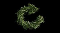 Letter C made of green twisting vines and leaves, isolated on transparent background, ready for t-shirt design, clipart, stickers, print on demand, and sublimation.