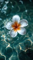 White plumeria flower with water drops floating on turquoise pool water surface with light reflections creating dreamy tropical spa atmosphere.