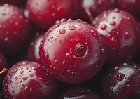 Fresh ripe cherries with water drops on dark red surface, macro photography showing juicy texture and natural moisture for food and harvest concept.