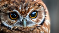 Closeup of an owl with striking blue and golden eyes, featuring detailed feather texture and alert expression. Suitable for wildlife, nature, and educational content.
