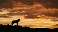 Wolf silhouette standing on rocky ridge against dramatic orange sunset sky with layered clouds creating powerful wilderness landscape scene.