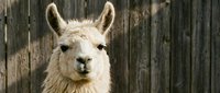 Cream-colored llama with alert ears facing camera against weathered wooden fence background. Suitable for farm, animal, and livestock content.