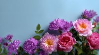 Fresh pink and purple garden roses and chrysanthemums in full bloom against blue background, floral arrangement with green leaves and natural lighting.