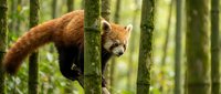 Red panda climbing bamboo stalks in lush green forest habitat showcasing natural wildlife behavior and endangered species conservation awareness.
