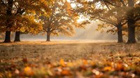 Autumn park scene with golden maple trees and fallen leaves covering ground during warm sunset light creating peaceful seasonal atmosphere.