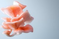 Pink oyster mushrooms with delicate gills and layered caps against minimalist gray background, showcasing natural organic textures for culinary or botanical design.