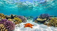 Vibrant coral reef ecosystem with orange starfish on sandy bottom, colorful hard corals and tropical marine life underwater in crystal clear turquoise ocean.