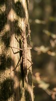 Brown stick insect camouflaged on tree bark in natural forest habitat displaying mimicry behavior for wildlife education and nature photography.