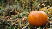 Orange pumpkin sitting on autumn leaves in natural outdoor setting with blurred foliage background for seasonal harvest and fall decorating projects.