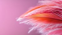 Delicate coral pink feather macro with soft focus on pink background showing gentle texture and ethereal light details, creating dreamy atmospheric mood.