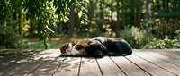 Peaceful beagle dog sleeping on wooden deck in sunny garden with green foliage background, perfect for pet care and relaxation concepts.