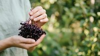Caucasian person holding freshly harvested blackberries with soil and roots attached, displaying organic farming and gardening produce for agricultural and food industry use.