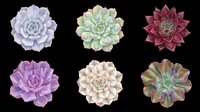 Succulent plants in various colors isolated on transparent background, ready for t-shirt designs, clipart, stickers, sublimation, and print-on-demand products.