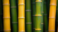 Yellow and green bamboo stems in close-up view showing natural texture and patterns, creating zen-like composition for wellness and spa designs.