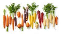 Colorful heirloom carrots in rainbow varieties with green tops arranged in rows on white background. Fresh organic root vegetables for healthy cooking.