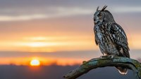 Majestic owl perched on branch against stunning sunset sky with warm orange and purple hues. Wildlife photography capturing nature's beauty and tranquility.
