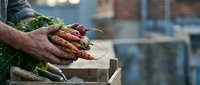 Farmer holding fresh harvested root vegetables including carrots and beets in hands over wooden crate at farm market or agricultural harvest season.