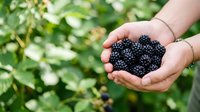 Hands holding fresh ripe blackberries in garden setting with green foliage background. Harvesting organic berries outdoors.