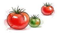 Fresh ripe tomatoes in watercolor style with green leaves isolated on white background for culinary designs and healthy food concepts.