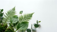 Fresh green fern leaves and eucalyptus branches arranged on white background for natural botanical design projects and organic branding materials.