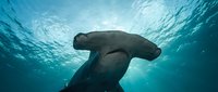 Hammerhead shark swimming underwater in blue ocean waters with sunlight filtering through surface creating dramatic marine wildlife scene.