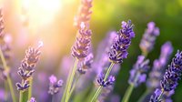 Purple lavender flowers blooming in garden with soft sunlight and bokeh effect, macro nature photography showing delicate petals and stems in summer.