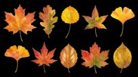 Autumn leaves collection featuring maple, oak, birch, and ginkgo varieties in vibrant fall colors. Isolated on transparent background, ready for t-shirt designs, clipart, stickers, print-on-demand products, and sublimation projects.
