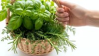 Fresh herbs in wicker basket with protective hands gesture, organic basil rosemary thyme for cooking, natural ingredients isolated on white background.
