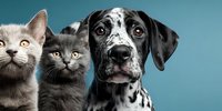 Adorable pets portrait featuring gray kittens and dalmatian dog on blue background for veterinary clinic advertising and animal care campaigns.