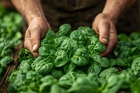 Mature farmer hands holding fresh organic spinach leaves from garden harvest. Close-up view shows vibrant green produce against rustic wooden background.