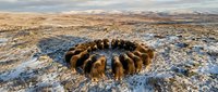 Flock of sheep huddled together in circular formation on snowy winter pasture with rolling hills and dramatic sky in background for livestock farming content.