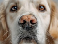 Close-up portrait of golden retriever dog nose and eyes showing detailed texture and warm expression for pet care veterinary advertising.