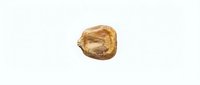 Single dried chickpea legume isolated on white background for culinary design projects and healthy food concepts.