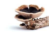Fresh oyster mushrooms growing on wooden log against white background, macro photography showing detailed gills and texture of edible fungi specimen.