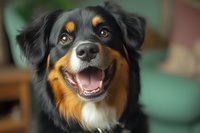 Happy Australian Shepherd mix dog with black and tan fur smiling at camera, showing white teeth and friendly expression against blurred background.