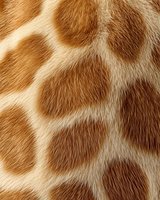 Close-up macro view of giraffe fur showing natural spotted pattern with golden brown patches and cream colored hair texture for wildlife and nature projects.