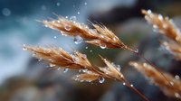 Delicate golden grass stems with morning dew drops in soft focus. Natural macro photography capturing water droplets on dried plant against blurred blue background.
