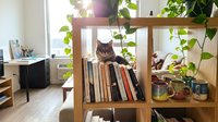 Young tabby cat sitting on stack of books inside wooden shelf unit surrounded by potted plants and office supplies in bright home workspace.