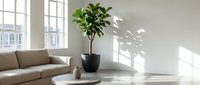 Modern minimalist living room interior with fiddle leaf fig plant in black pot on white coffee table creating natural shadows on wall.