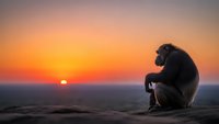Silhouette of contemplative chimpanzee sitting on rocky outcrop during golden hour sunset with warm orange sky and distant horizon landscape.