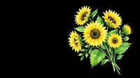 Bright yellow sunflowers with green stems and leaves isolated on transparent background. Ready for t-shirt designs, clipart, stickers, print-on-demand products, and sublimation projects.