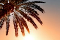 Palm tree fronds silhouetted against warm sunset sky, creating tropical vacation atmosphere for travel and tourism marketing.