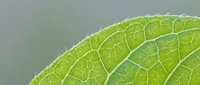 Close-up of vibrant green leaf showing detailed vein structure and cellular patterns, suitable for botanical, nature, and educational content.