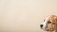 Adorable beagle puppy with brown and white markings looking sideways against neutral beige background with copy space for pet care advertising.