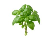 Fresh green basil bunch with vibrant leaves isolated on white background, suitable for culinary, cooking, and food design projects.