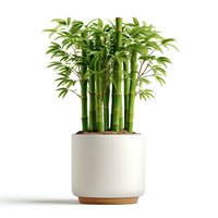 Lucky bamboo houseplant in modern white ceramic pot isolated on white background for home decor and feng shui interior design projects.